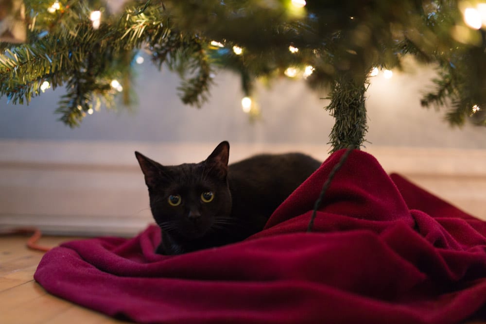 black cat under holiday Xmas tree