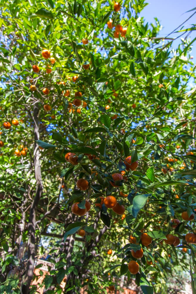 citrus tree L.A. California