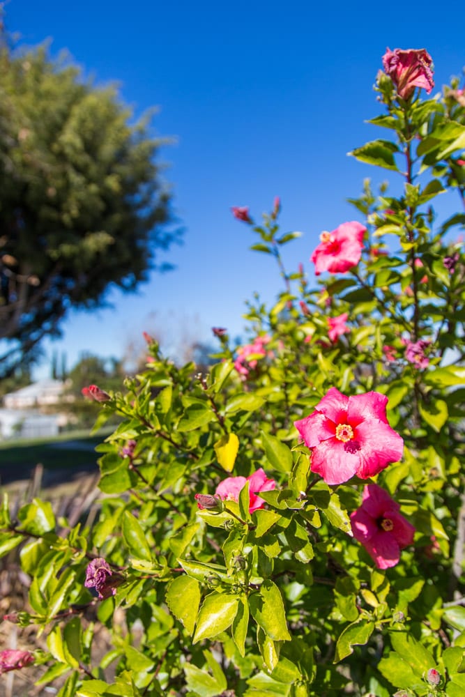 L.A. California flower bush