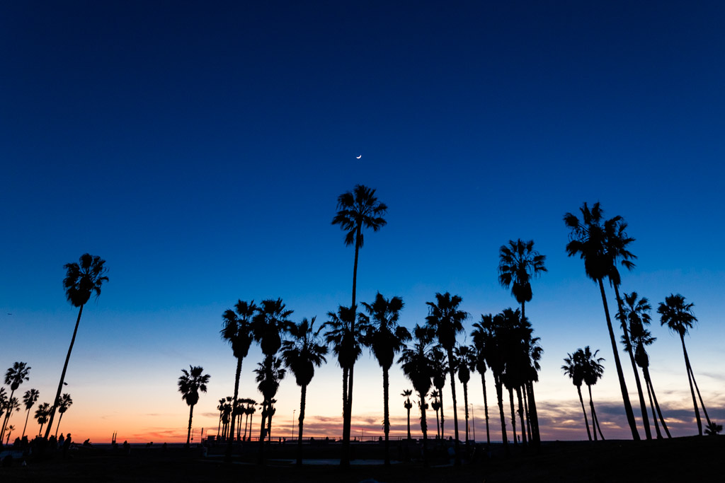 Silhouette of palm trees at Venice Beach, California with colorful sunset