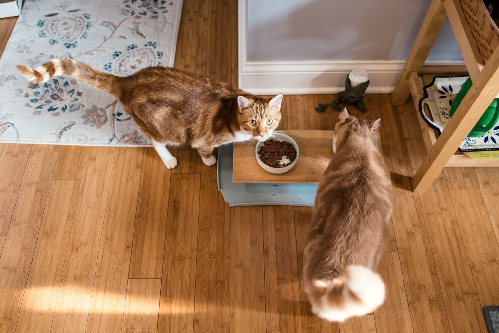 Two orange cats eat from their food dish during Chicago home engagement session in South Loop