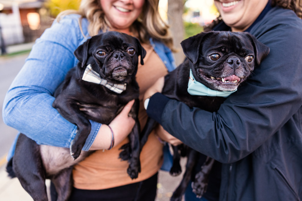 Close up photo of two pugs in the arms of a couple during their fall engagement session in Chicago