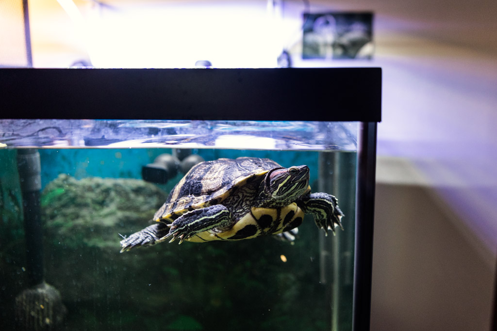 Couple's pet turtle swimming in aquarium during their spring home engagement session