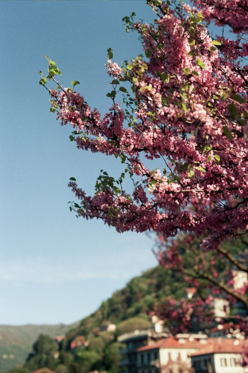 Film photo of cherry blossoms near Lake Como, Italy during spring elopement
