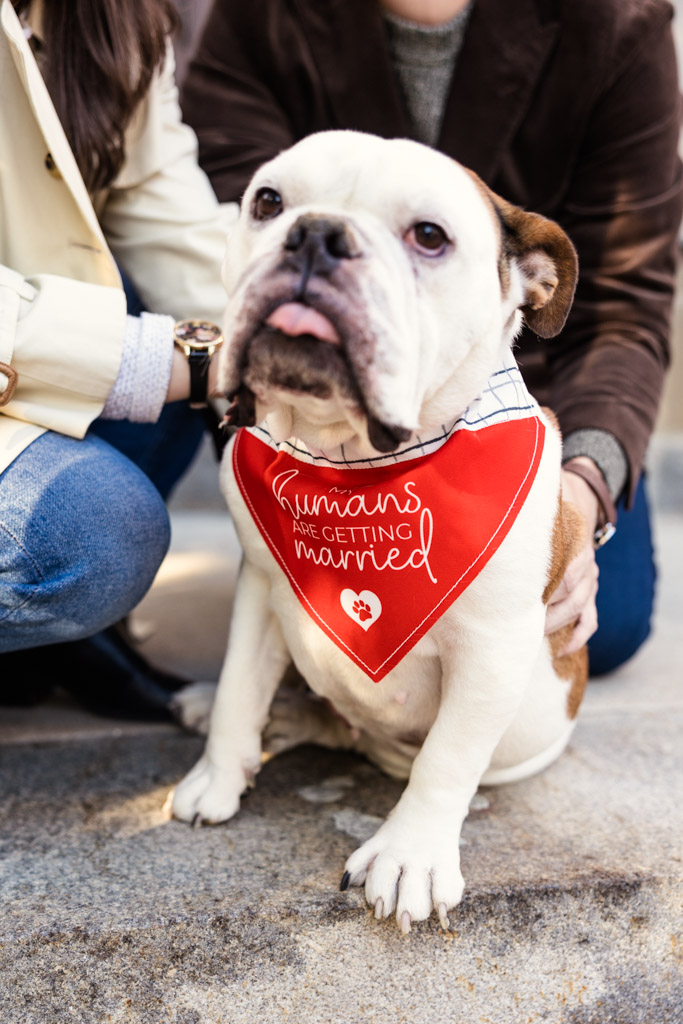 Sadie the bulldog wearing a red bandana that reads