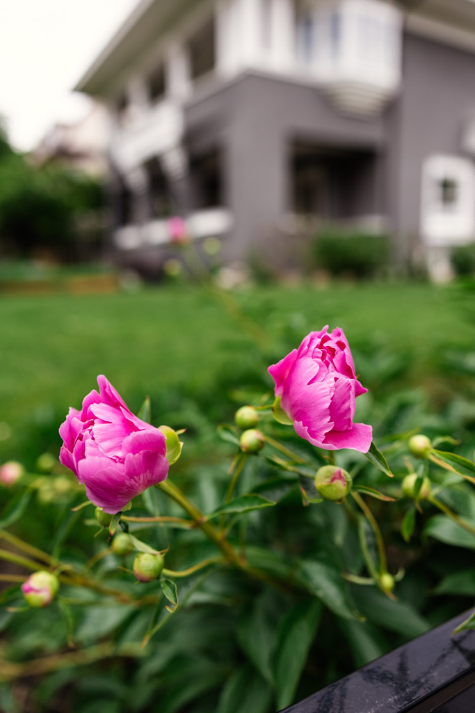 Two pink peony flowers blooming in a garden with a blurred gray house in the background