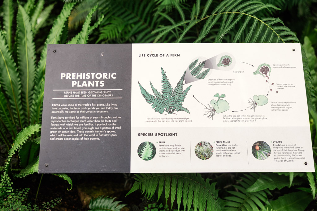 Informational sign about ferns and their life cycle, and species spotlight, surrounded by green ferns