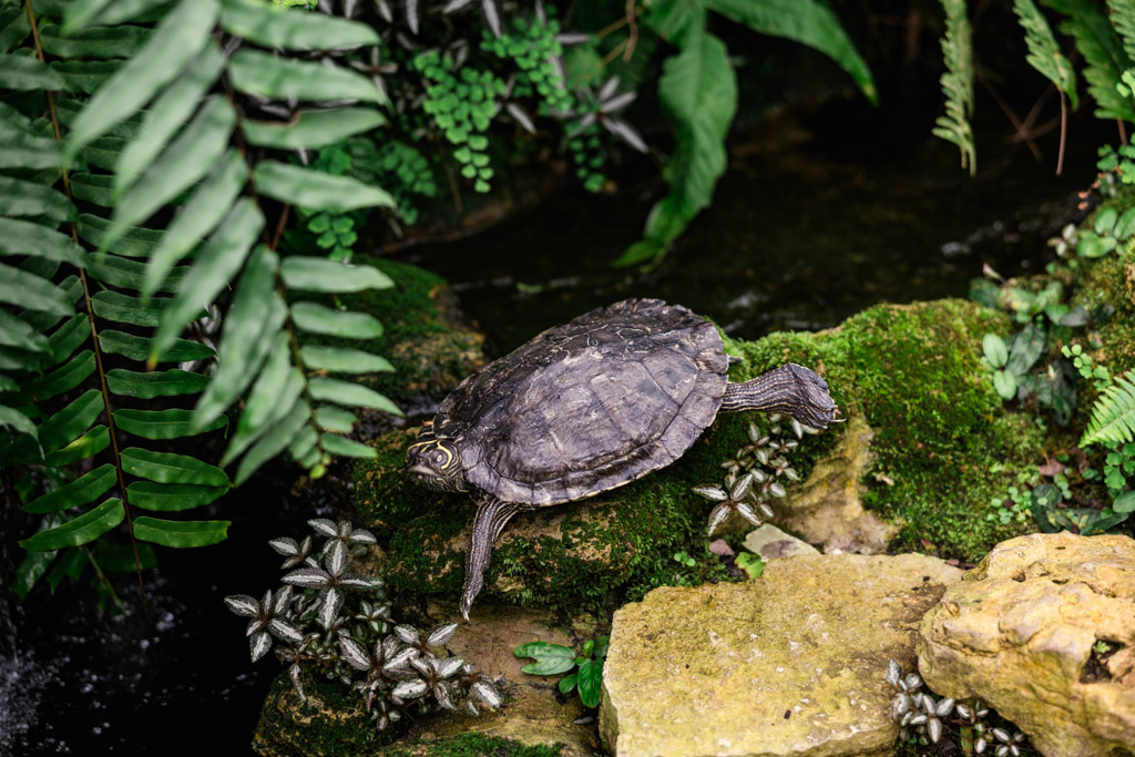 A turtle rests on mossy rocks surrounded by green ferns and plants near water inside the Fern Room at Garfield Park Conservatory