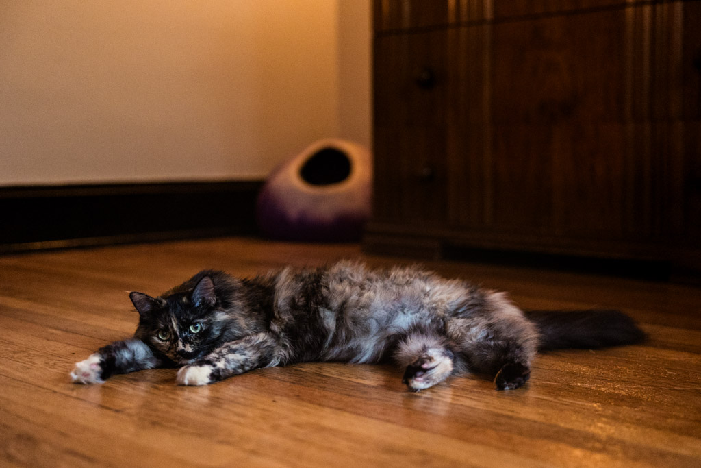 Engaged couple's fluffy cat lies stretched out on a wooden floor next to a cat bed and cabinet