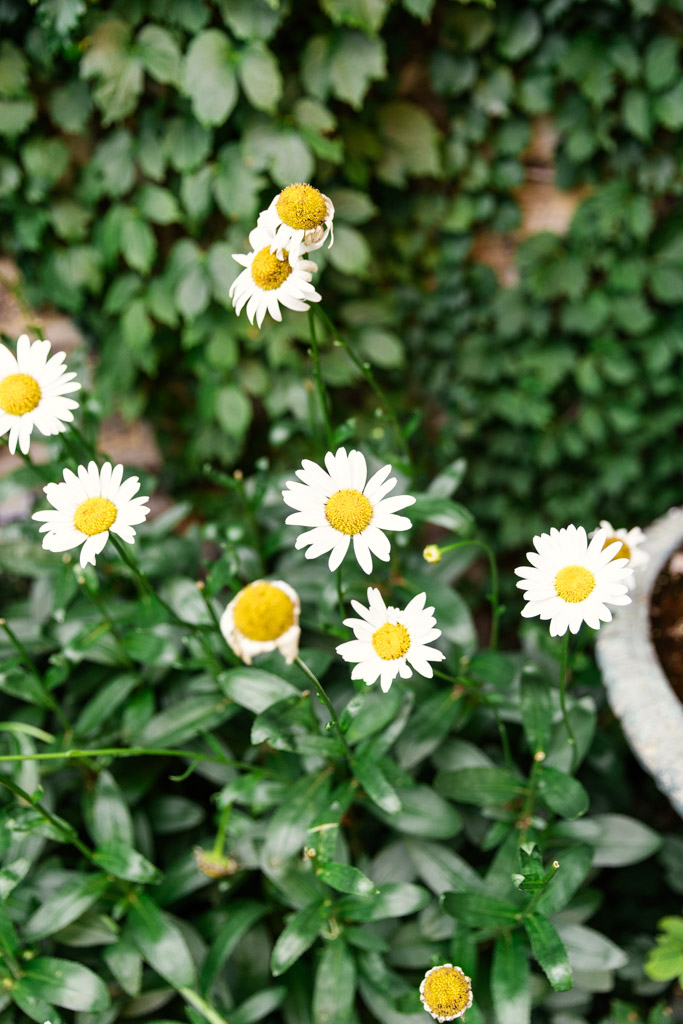 White daisies with yellow centers bloom among green leaves in a charming garden at Firehouse Chicago