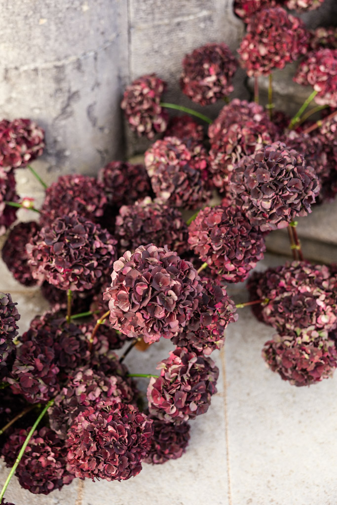 Dark purple hydrangea flowers lying on stone steps outside Markree Castle