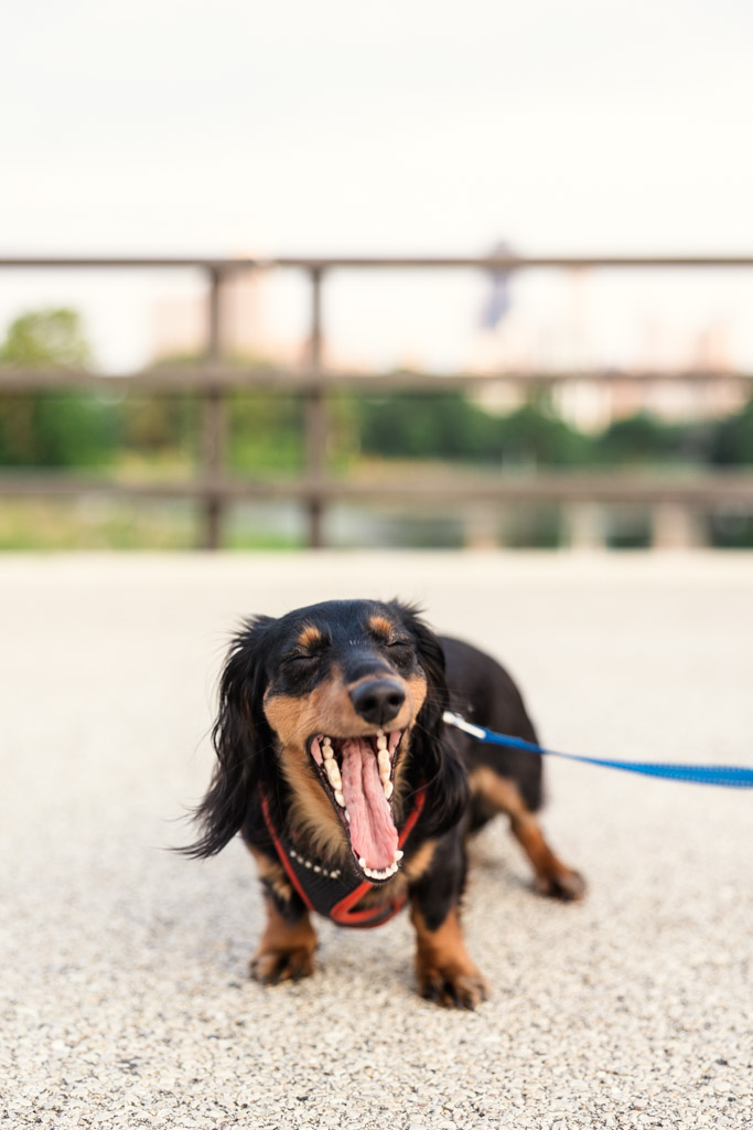 A small black dachshund on a leash yawns widely while standing outdoors on a paved surface during a Chicago summer engagement.