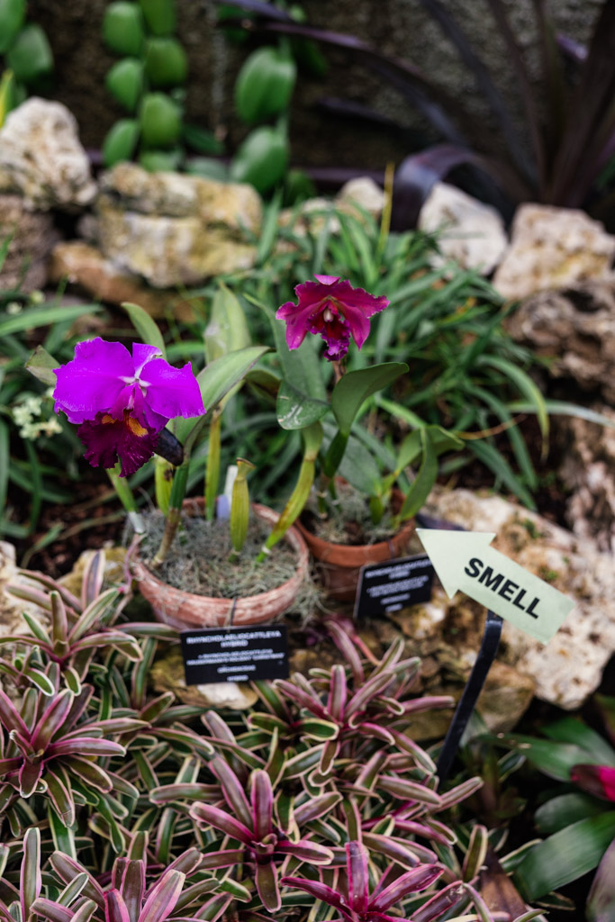 Orchids and other plants in a garden at Lincoln Park Conservatory