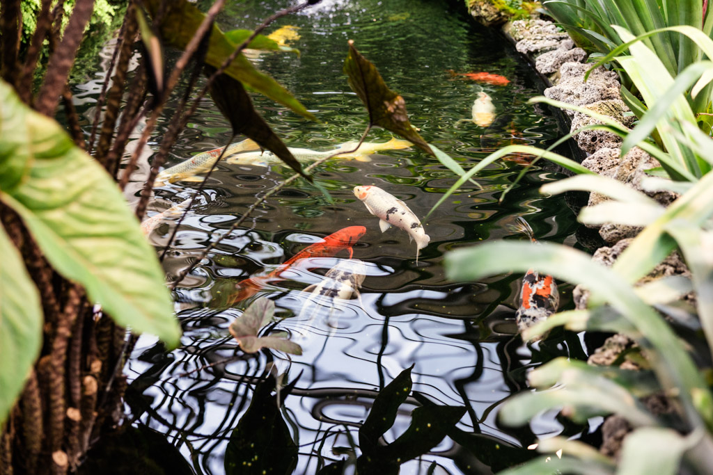 Colorful koi fish swim in a garden pond surrounded by green plants and rocks at Lincoln Park Conservatory