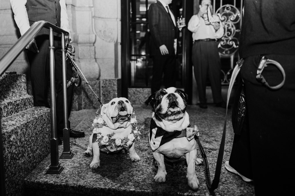Black and white photo of the newlyweds' bulldogs in flower and tuxedo outfits sitting on stone steps at The Belden-Stratford