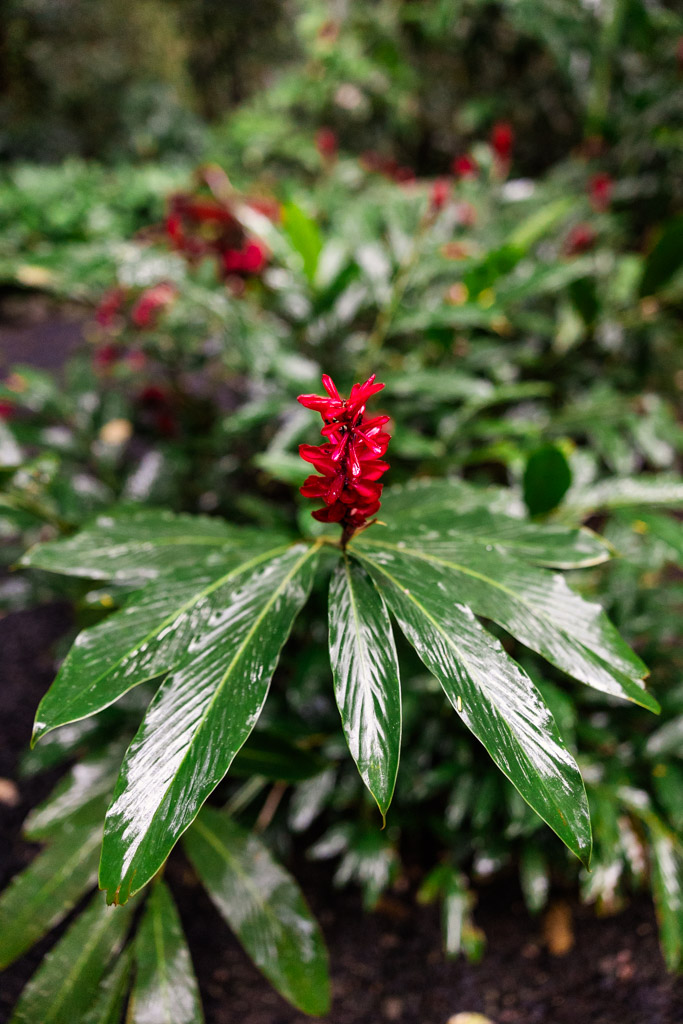 Red tropical flower with long green leaves speckled with white at Diamond Falls Botanical Gardens