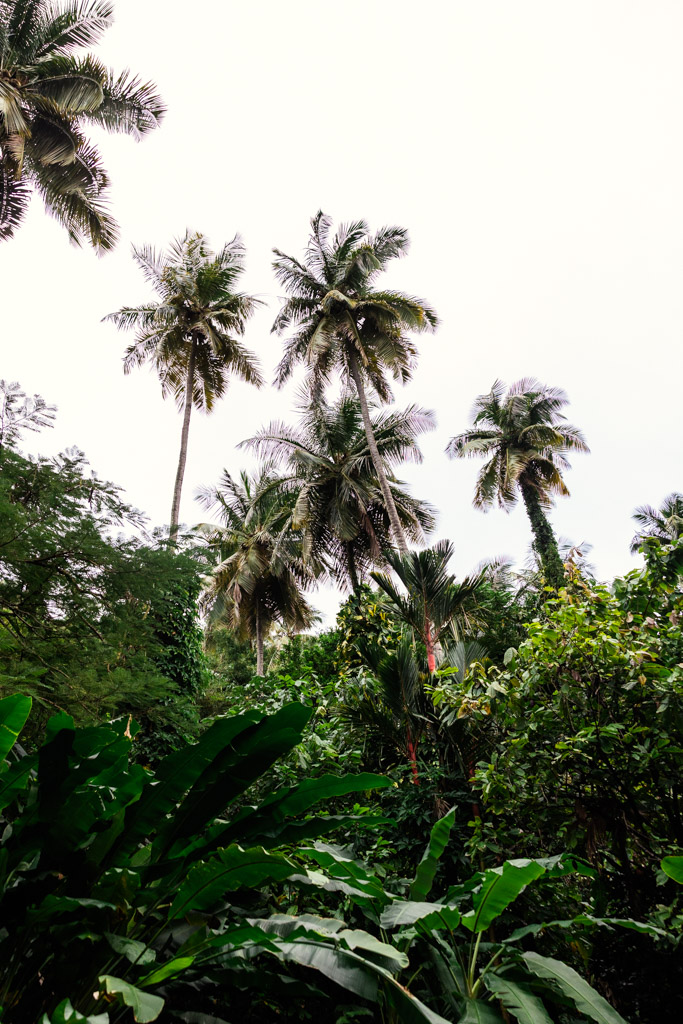 Tall palm trees and dense green foliage thrive beneath a bright, overcast sky at Diamond Falls Botanical Gardens