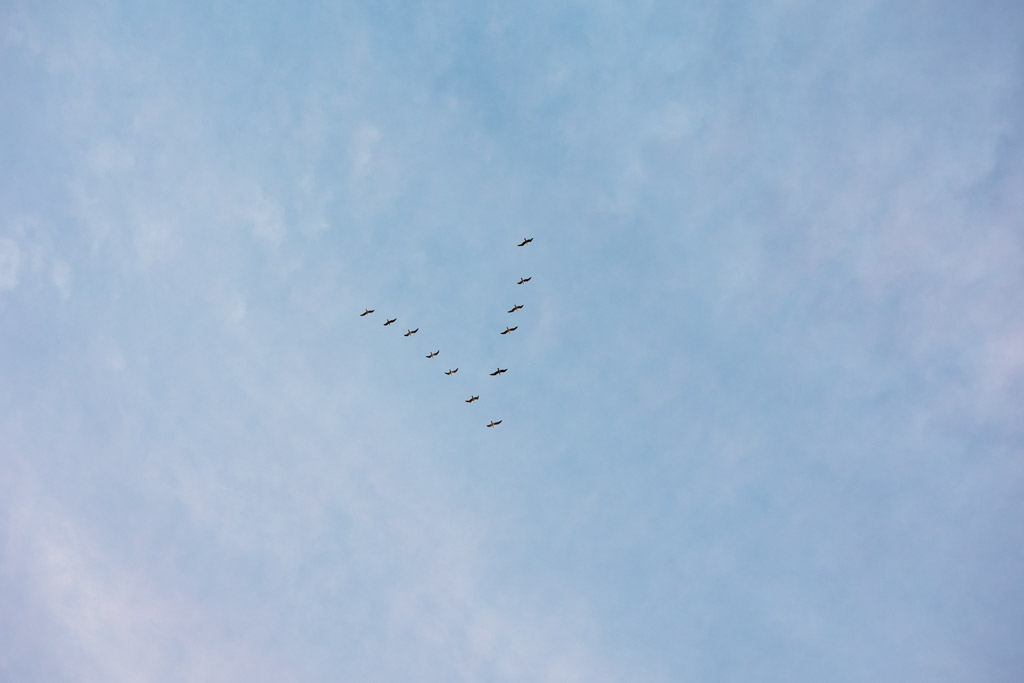 A flock of birds flying in a V-formation against a blue, lightly clouded sky