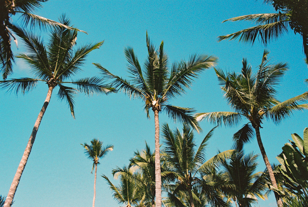 Film photo of tall palm trees with green fronds reach toward a bright blue sky on a sunny day in Sayulita