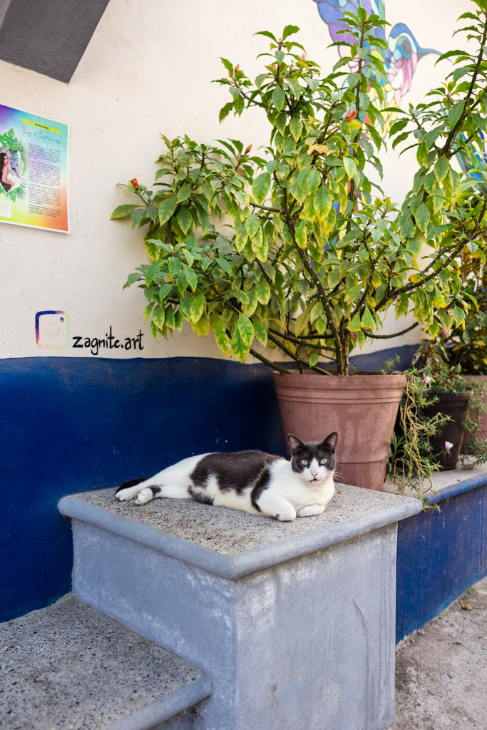 A black and white cat lies on a concrete step next to potted plants and a mural on a wall on a street in Sayulita