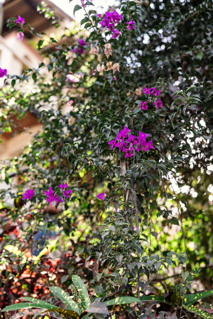 Purple bougainvillea flowers blooming on a leafy vine with a blurred Sayulita building in the background