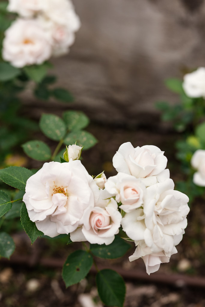 Cluster of pale pink and white roses blooming on a green leafy stem