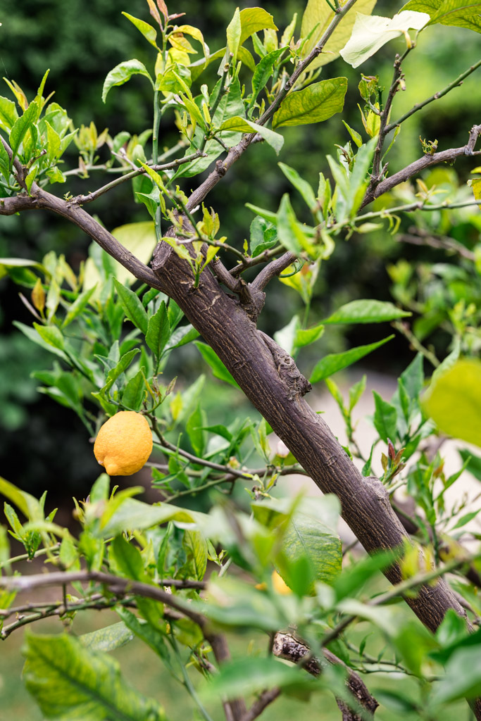 A lemon hangs from a branch on a leafy lemon tree outdoors