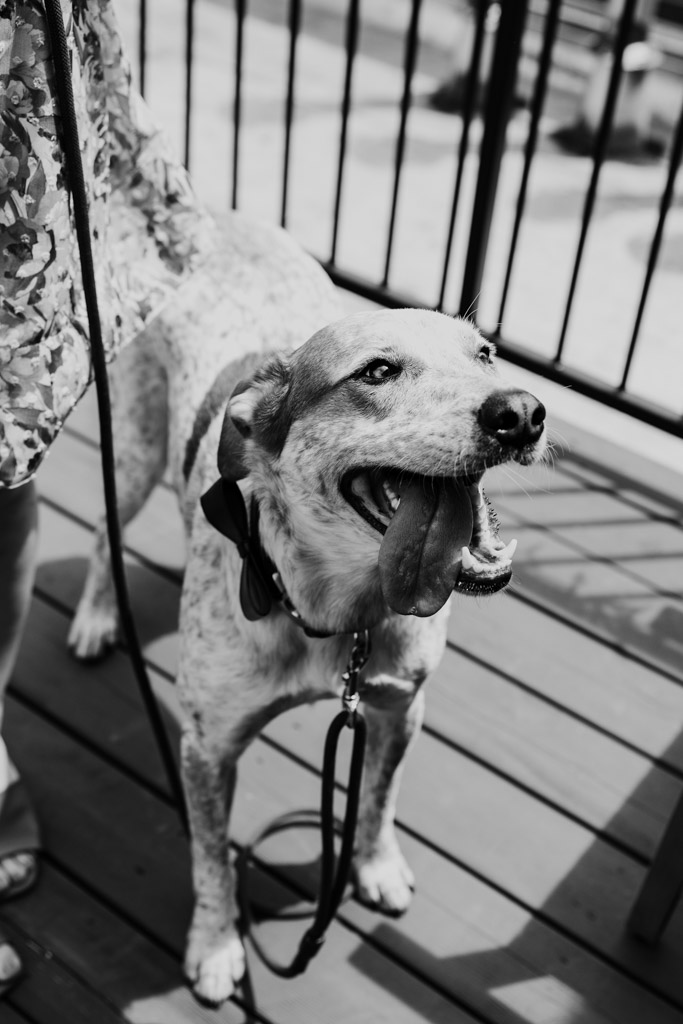 Black and white photo of happy dog with its tongue out standing on a wooden deck