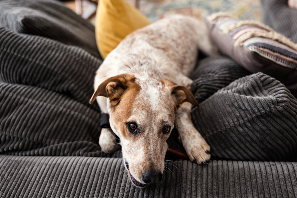 Brown and white dog lying on a gray corduroy couch with pillows behind it, looking toward the camera