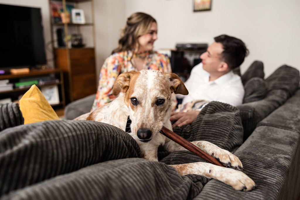 A dog chews a stick on a couch, with a smiling couple sitting together in the background during the couple's summer engagement session