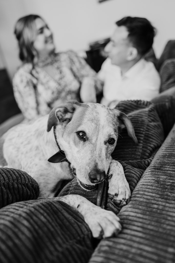 Black and white photo of dog lying on a couch in the foreground, while happy engaged couple are blurred in the background