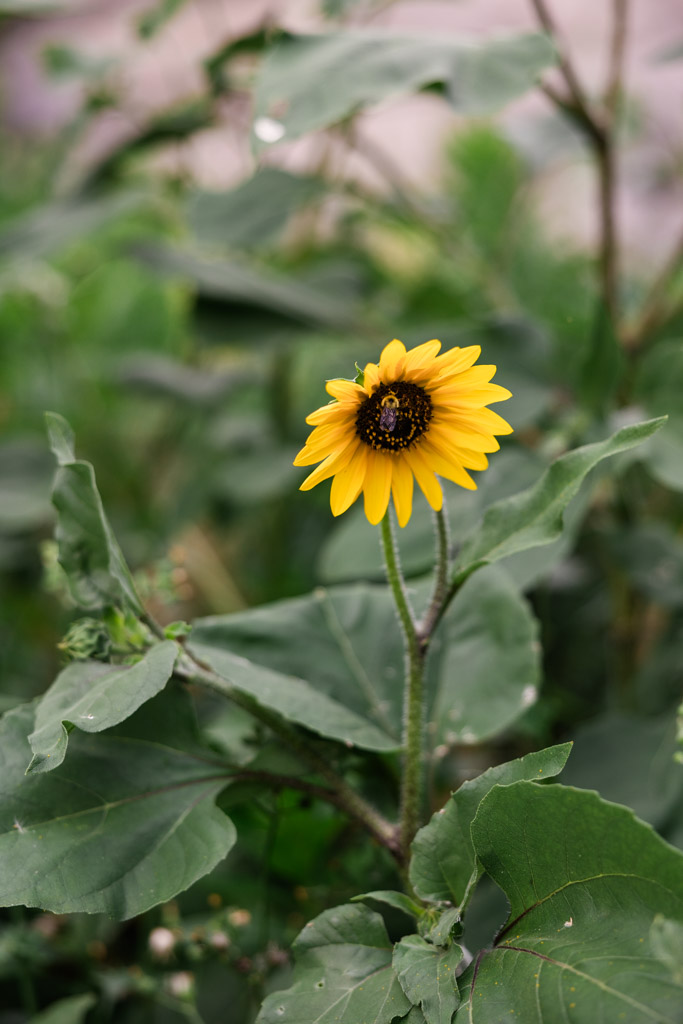 A single yellow sunflower blooms among green leaves and stems in a garden in Lincoln Park