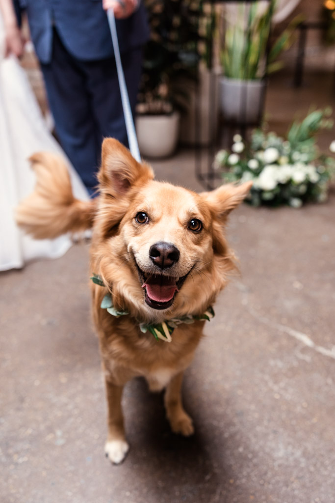 Happy dog on a leash with a leafy collar, standing indoors near plants and wedding decorations at The Arbory