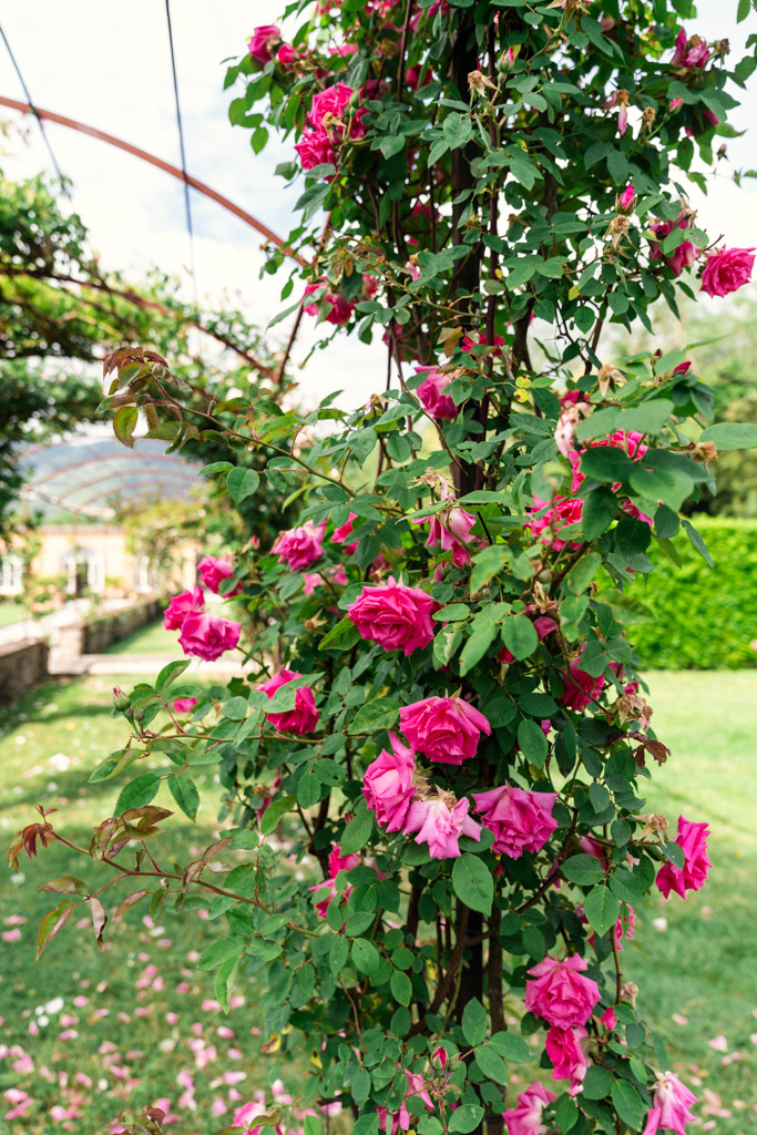 Pink roses blooming on a vertical trellis in a green garden, with petals scattered on the grass below