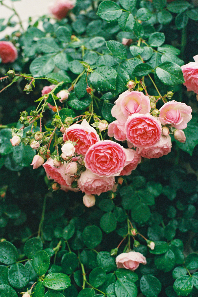 Pink roses with lush green leaves, covered in raindrops, bloom in a dense cluster in Tuscany