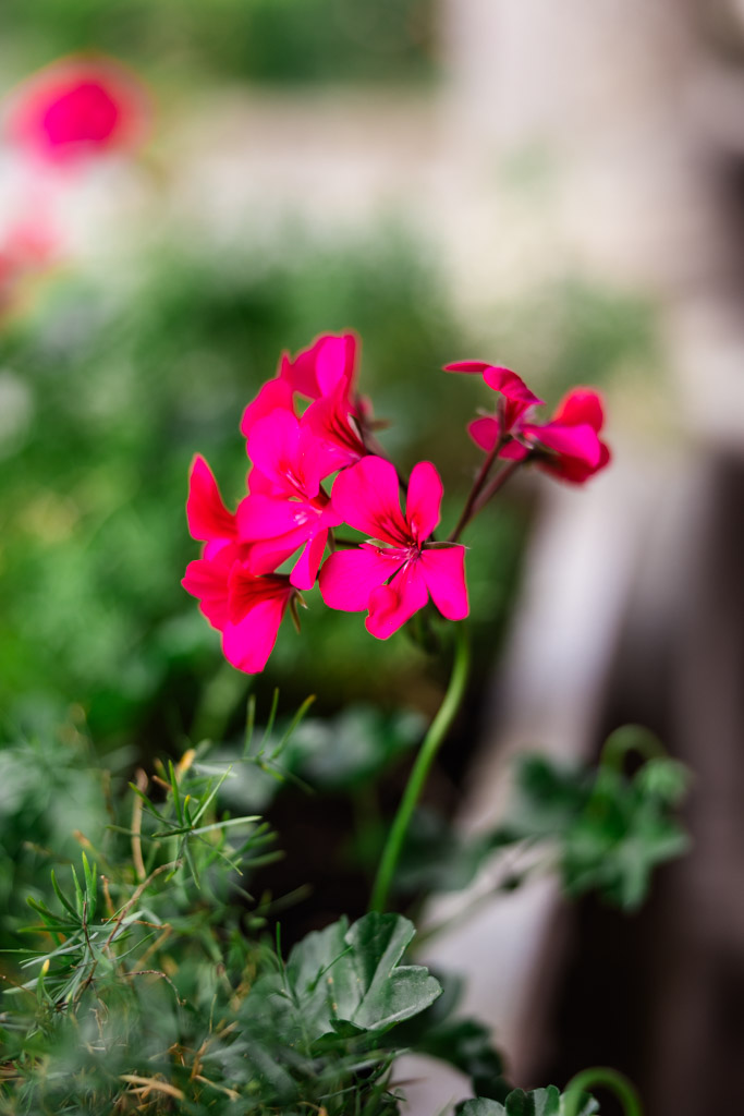 Bright pink geranium flowers with green leaves in a garden evoke the romantic charm of a Tuscany wedding, set against a softly blurred background.