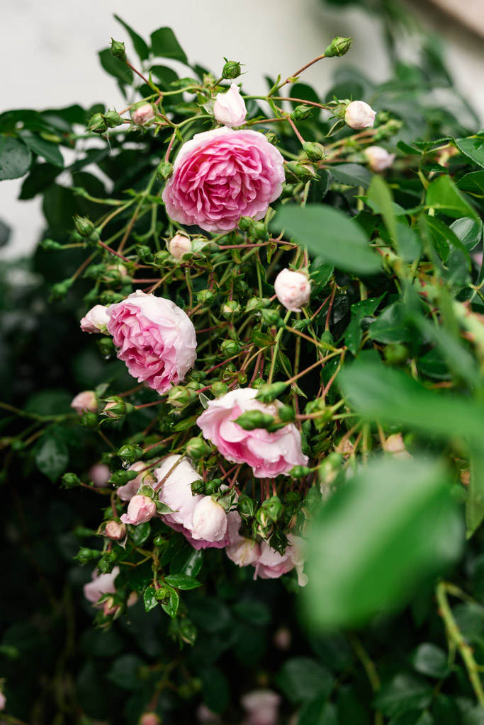 Pink roses in full bloom with lush green leaves and several rosebuds create a romantic garden setting, perfect for a Tuscany wedding.