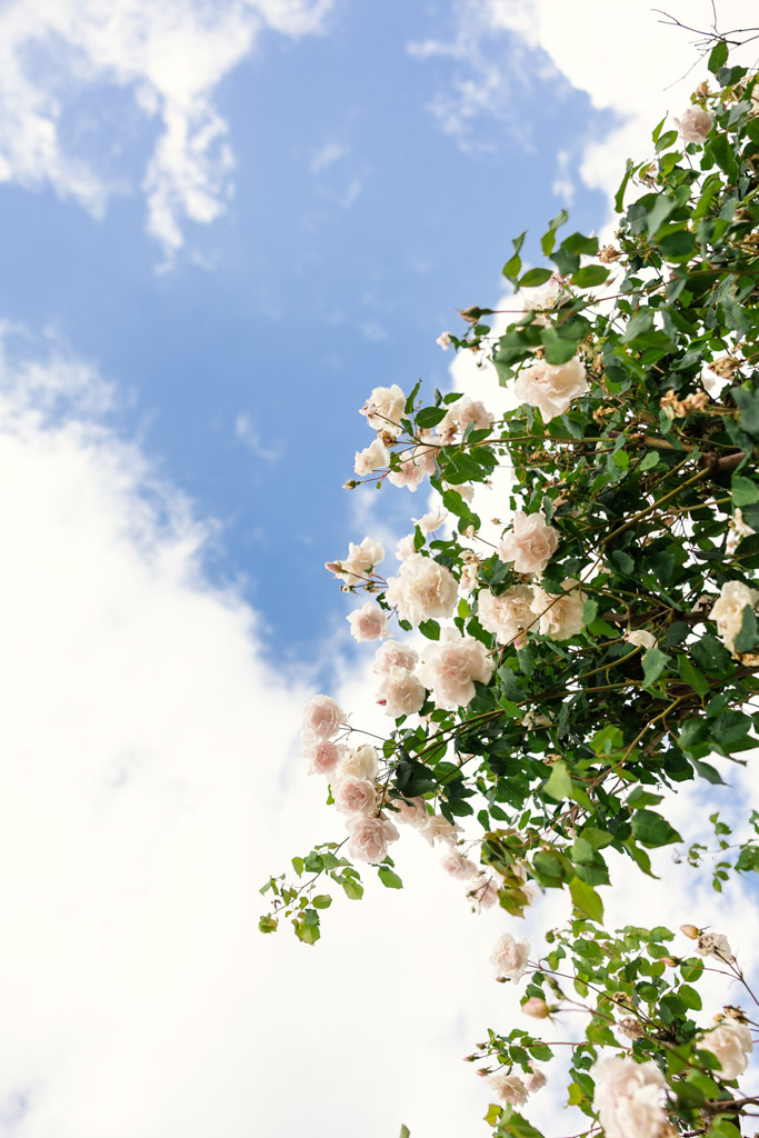 Pink roses and green leaves reach up toward a bright blue sky with scattered white clouds, evoking the romantic charm of a Tuscany wedding.