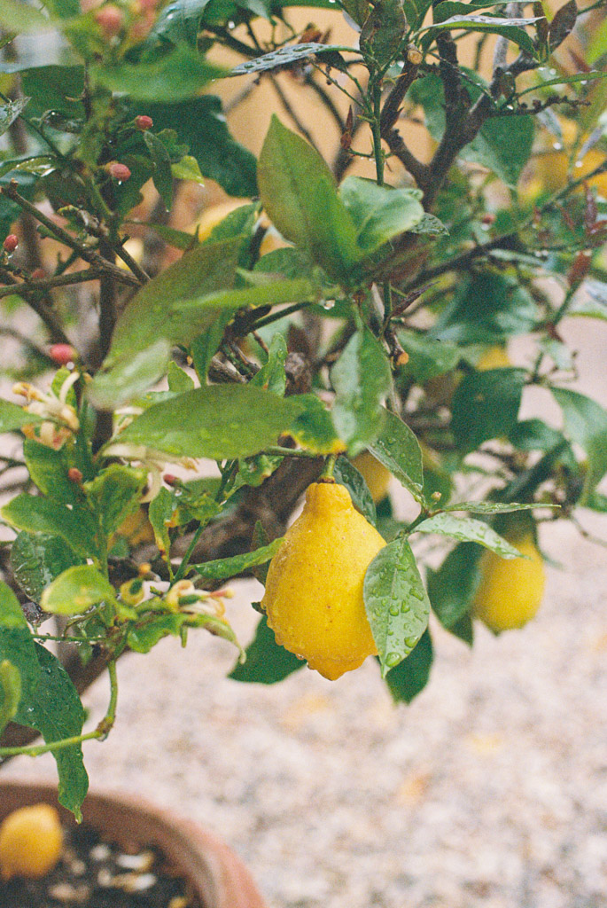 A lemon hangs from a leafy branch with raindrops, surrounded by buds and green leaves, evoking the fresh elegance of a Tuscany wedding.