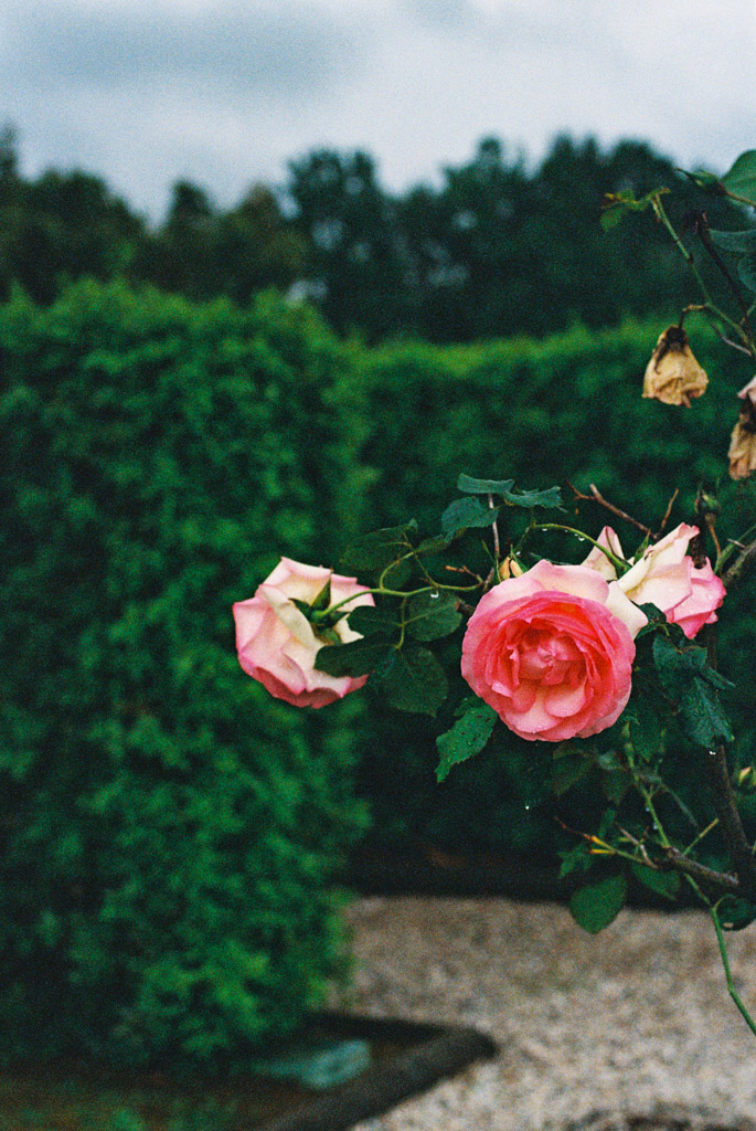 Pink roses blooming on a bush, reminiscent of a romantic Tuscany wedding, with green hedges and a gravel path blurred in the background.
