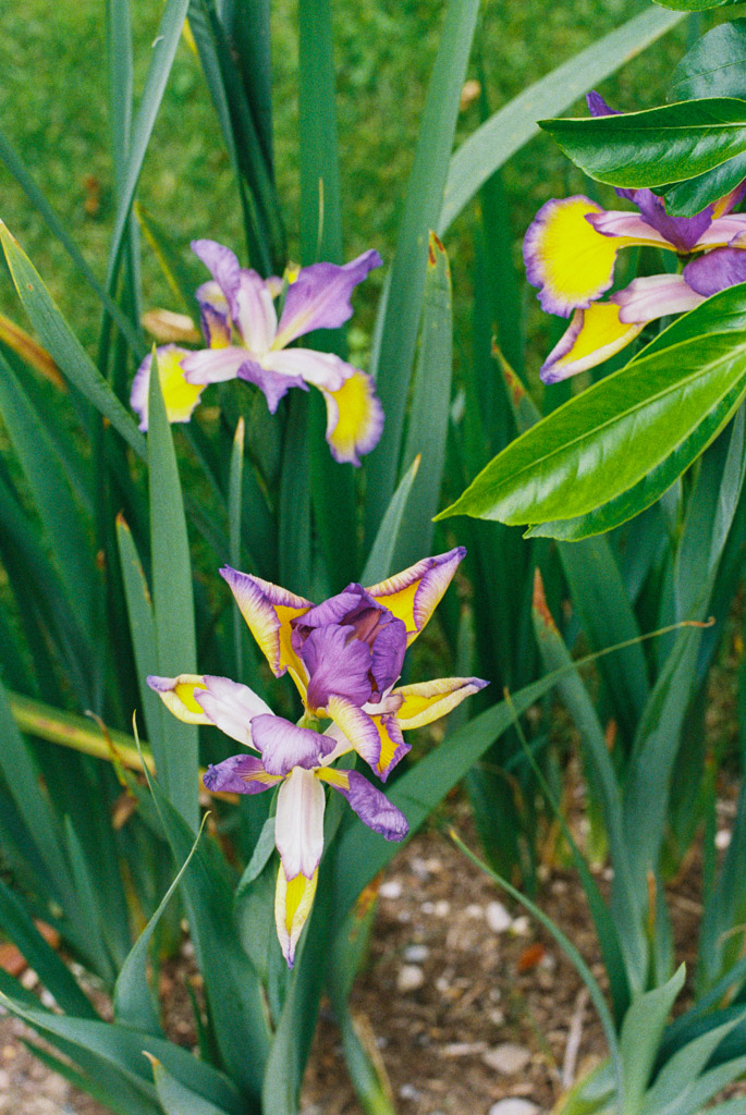 Purple, yellow, and white irises bloom among green leaves in a garden bed with soil and grass