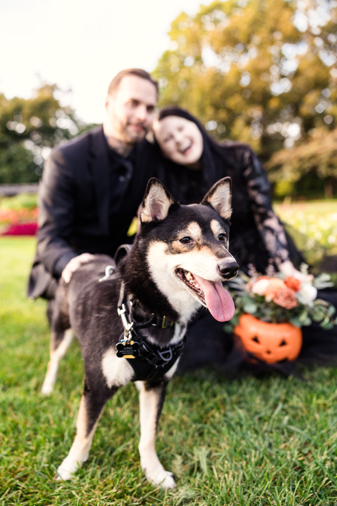 A black and tan dog in a harness stands in front of a couple sitting in a grassy field with a jack-o’-lantern.