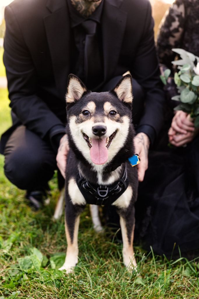 A happy black and tan Shiba Inu standing in front of two people in formal attire.