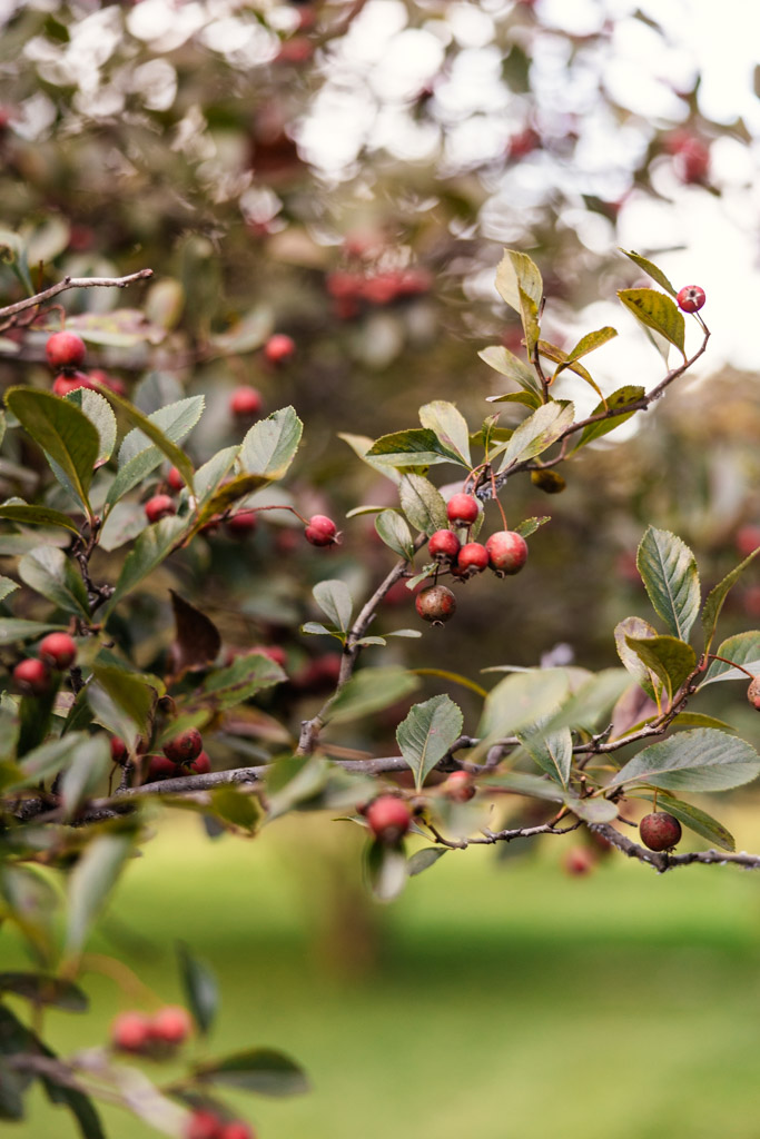Branches of a hawthorn tree laden with small, round red berries.
